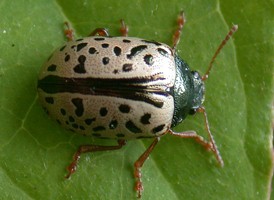 Dogwood Leaf Beetle